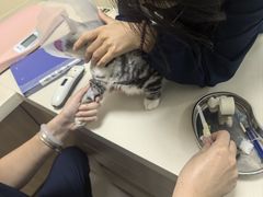 -全心全意连锁动物医院·微创中心·内科急重症·心脏专科(丰管路店)