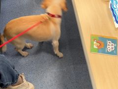 -顺强宠物诊所·狂犬免疫·夜诊·骨科(嘉定店)