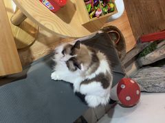 -白兔子密室(长寿路店)