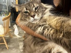 -楼上猫咖(罗湖店)
