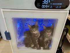 -猫十亿·布偶金渐层·曼基康矮脚猫舍(青年路店)