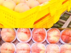 -老袁家蜜桃农场·阳山水蜜桃