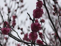 -香雪海