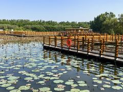 -大湾区中央湿地公园