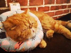 -猫友咖啡店(玉林西路店)