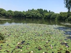 -西湖外事游船(花港观鱼码头)