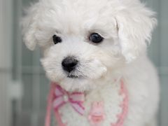 -翊宠yipet猫狗购宠庄园犬舍•猫舍