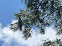 -武陵山森林公园