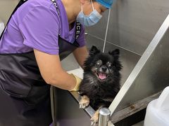 -北京观赏动物医院·24小时大型综合·猫专科·异宠专科