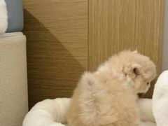 -猫十亿·布偶金渐层·曼基康矮脚猫舍(青年路店)