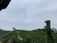 -长沙黑麋峰国家森林公园