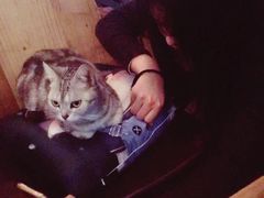 -吉丁鸟咖·异宠·寄养