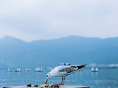 -海埂大坝