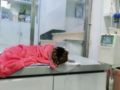 -达爱动物医院·犬猫分区·CT·复杂眼科(远洋山水分院)