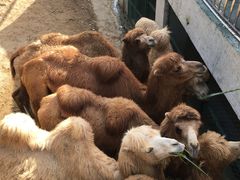 -泉州海丝野生动物世界