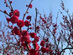 -香雪海