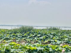 -七的湖·晚芳亭·阳澄湖农家菜·大闸蟹(莲花岛店)