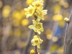 -循礼门鲜花花市(武汉循礼门店)