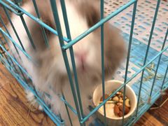 -志龙皇冠吃货椰子铺