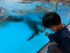 -帝企鹅自助餐厅•儿童岛•真企鹅(长隆企鹅酒店)