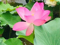 -荷塘月色湿地公园·向阳花洲