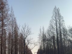 -日照海滨国家森林公园