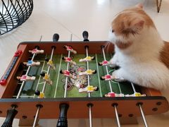 -飞行喵MR PILOT|猫舍·猫咖(静安大融城店)