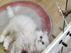 -青奢宠物·青奢猫舍