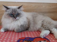 -滚猫咖啡·猫咖·猫友好撸猫(未来城店)