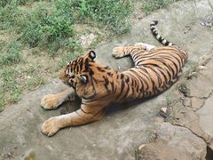 -栾川竹海野生动物园