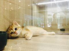 -飞行喵MR PILOT|猫舍·猫咖(静安大融城店)