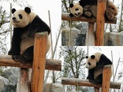 -杭州野生动物世界
