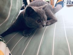 -瑞派福兴宠物医院犬猫全科·骨科·中西医结合(河东店)