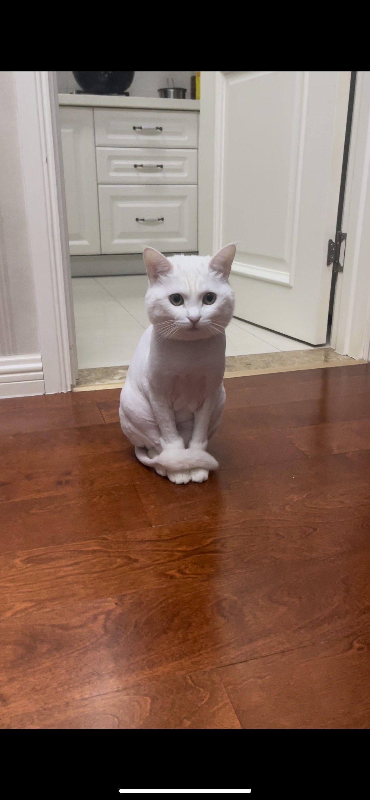 猫咪剃毛 夏天来啦,给猫咪换身衣服,留