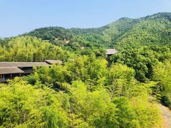 -大唐贡茶院