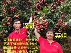 -从化深英荔枝黄皮龙眼采摘园