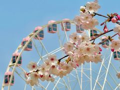 -顾村公园