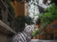 -龙华寺