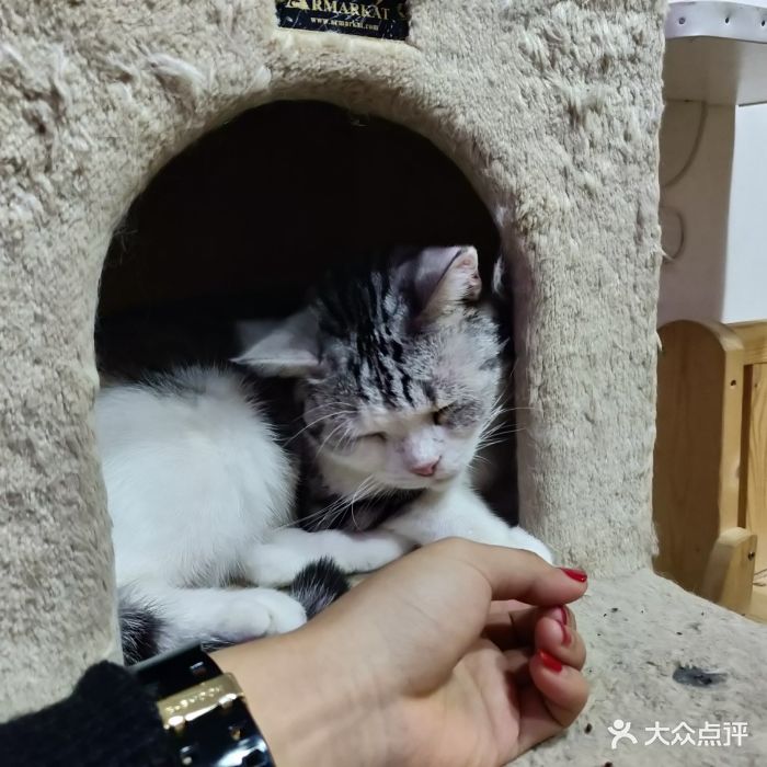 喵咖啡-猫咪主题咖啡俱乐部图片 - 第36张