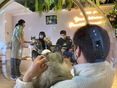 -Husky Go! 哈士奇体验馆·宠物咖啡厅狗咖