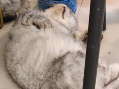 -平行世界·猫咖(首经贸店)