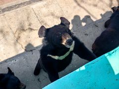 -西霞口神雕山野生动物世界