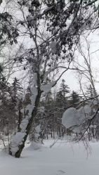 -大秃顶子山(雪谷店)