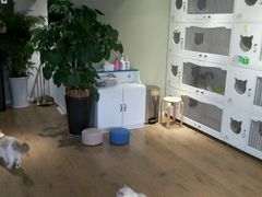 -东方名猫馆·英短金渐层布偶猫舍(环线广场1号楼店)