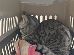 -达爱动物医院·犬猫分区·CT·复杂眼科(远洋山水分院)