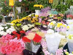 -曲阳花鸟市场(曲阳路店)