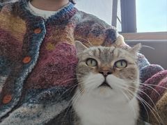 -喵园·猫主题咖啡厅·撸猫·猫咖(国贸店)