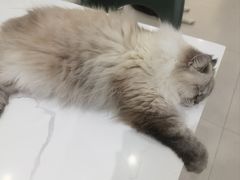 -安格丽娜·狗咖·猫咖羊驼咖(春熙路百盛商场店)