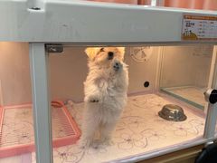 -翊宠yipet猫狗购宠庄园犬舍•猫舍