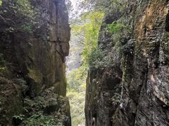 -天目山大树王景区